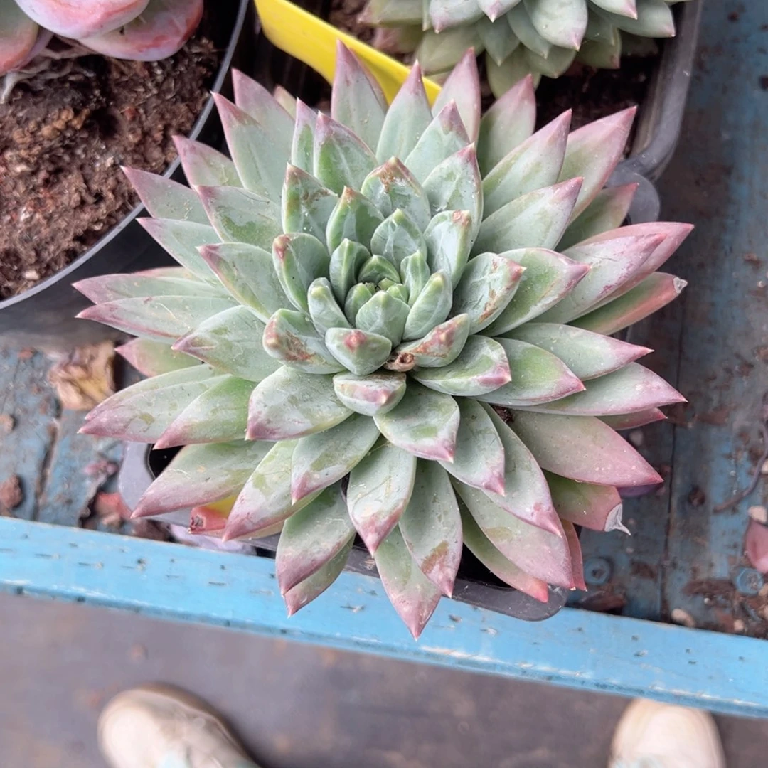 精品多肉植物老桩