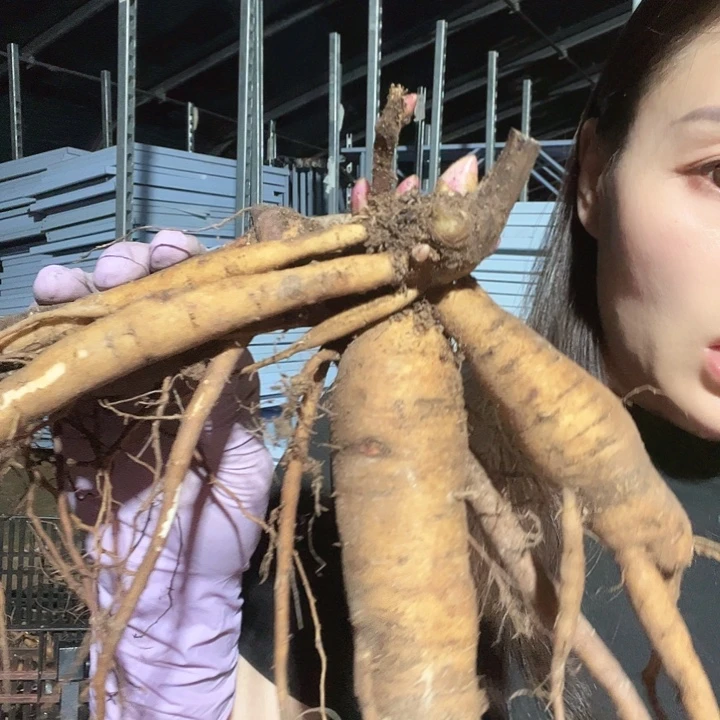 当前无花栽培后可以开花欧文斯