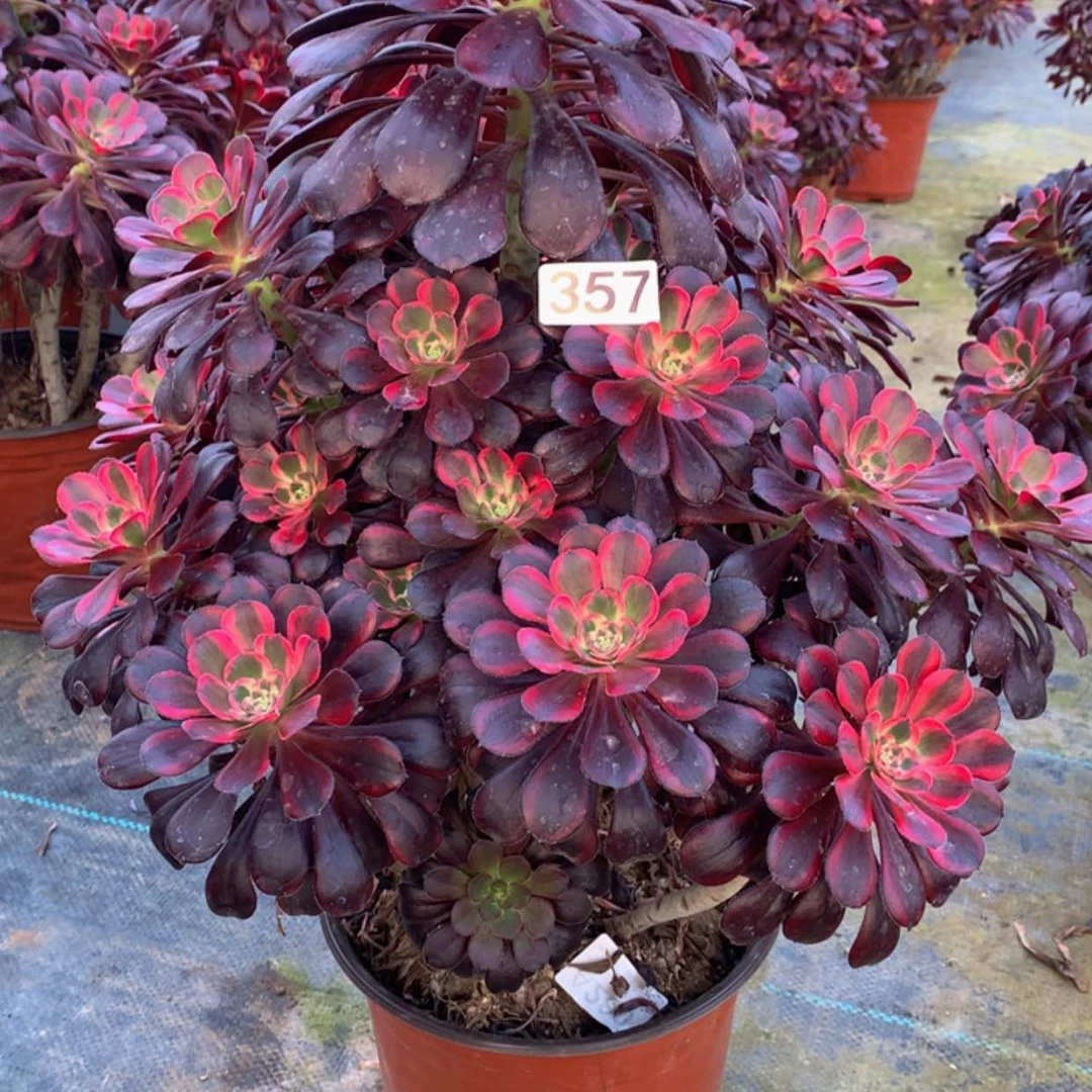 【闪购商品】357丽娜