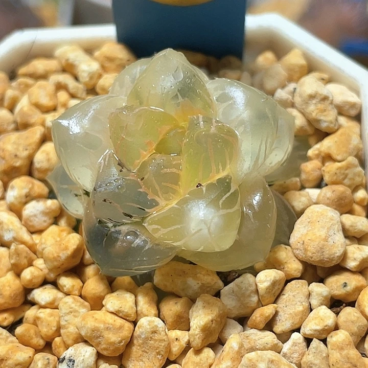 645糊斑皓月锦特选福利