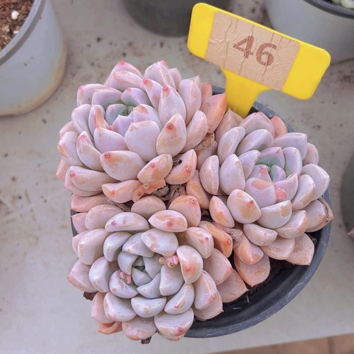 健健康康平平安安