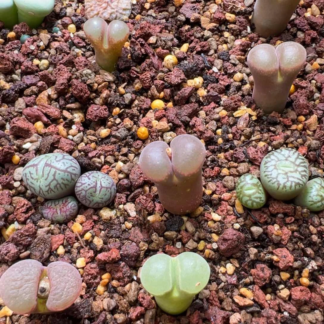 无*✨540。。柏实花园。多肉植物