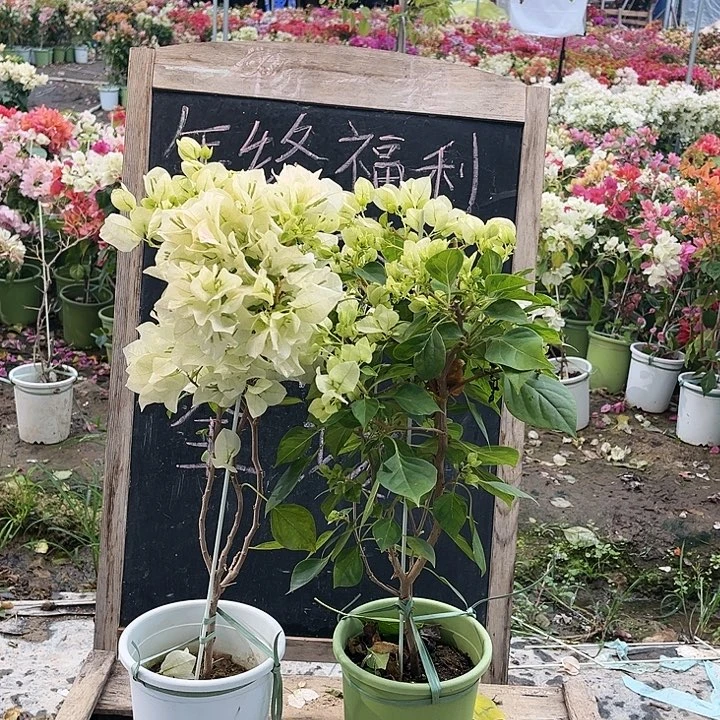 完全开放三角梅暗斑青苹果