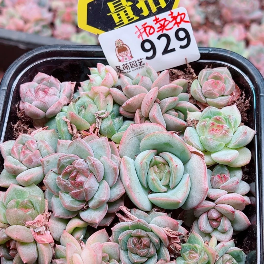 多肉植物多肉植物