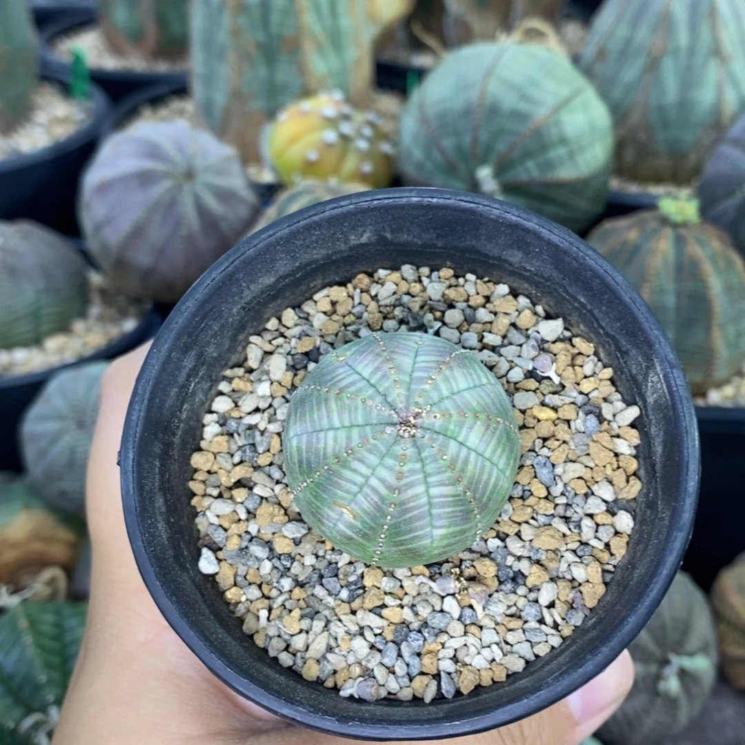 欧系实生布纹球 一物一拍