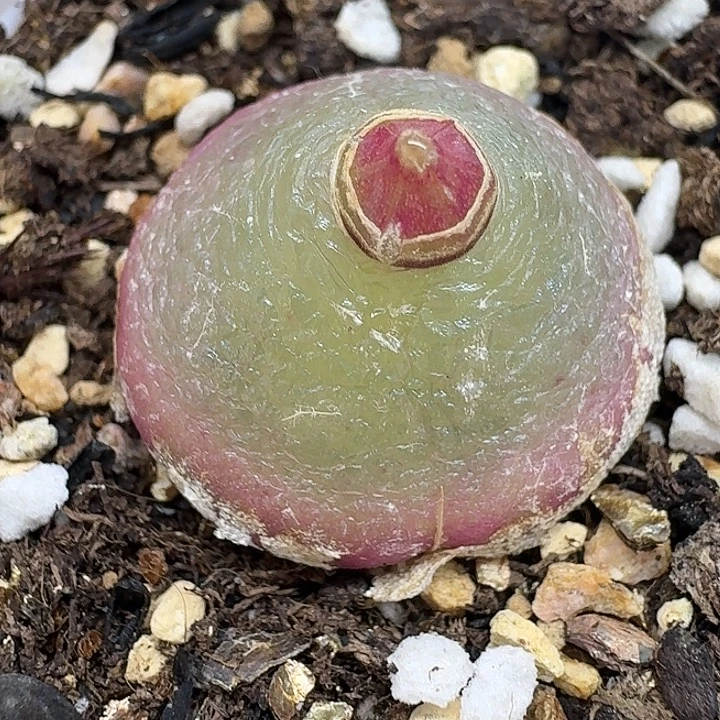 老马生石花2.2灯泡1005