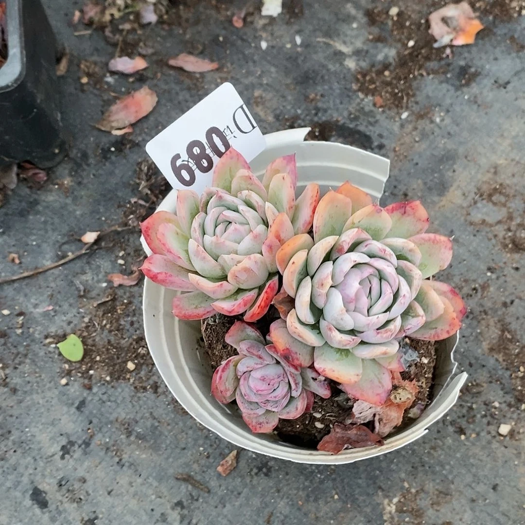 往**风089贝利那多肉植物