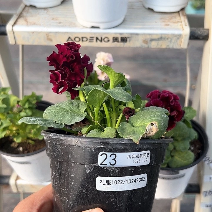 红陶抖音直播闪拍23