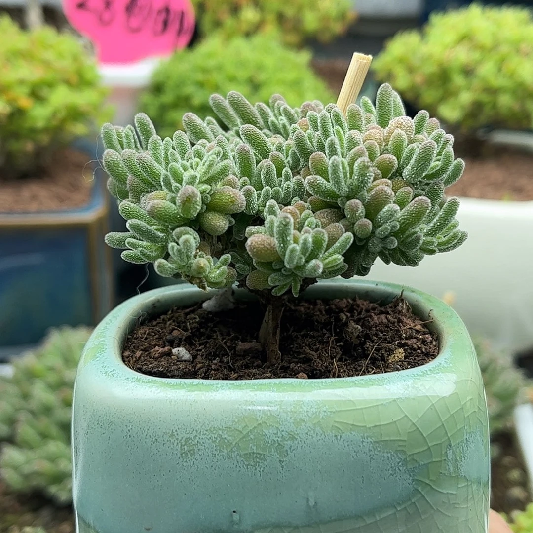 紫冰晶枝干番杏优选