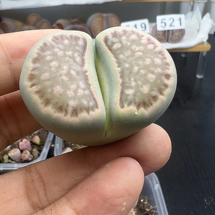 523绿体菊3.8厘米福利了