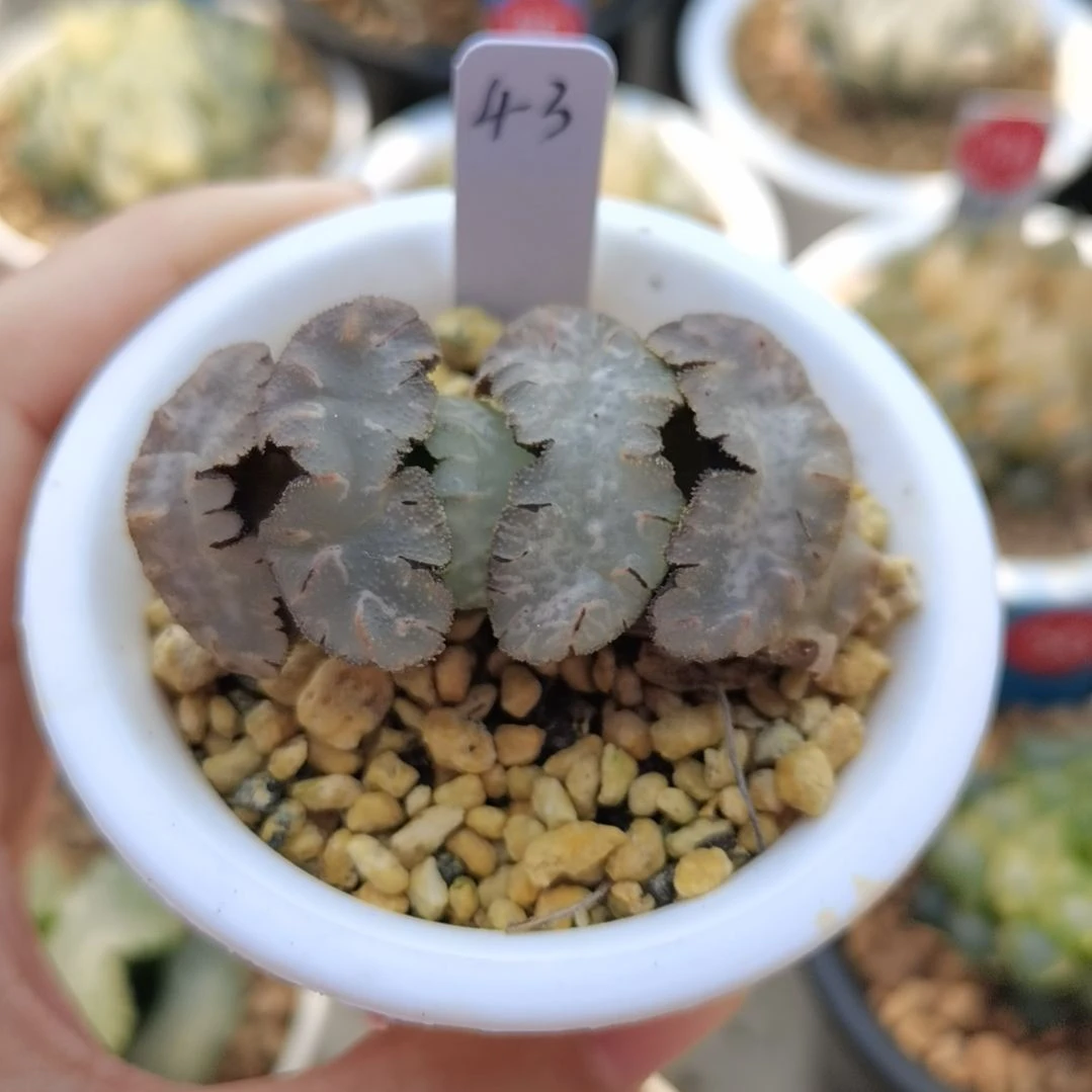 43号虞姬玉扇一物一拍带盆土发货