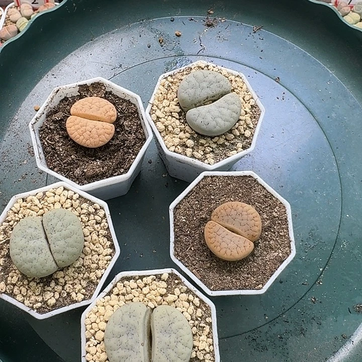 生石花33:：：。  253号