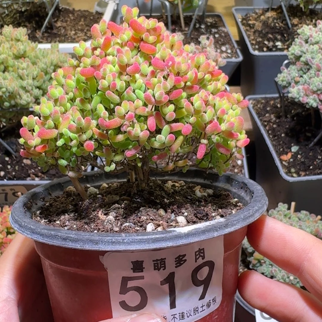 蜜橘糖球枝干圣诞树519