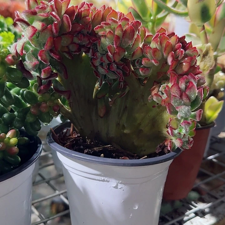 景晃星缀化多肉植物