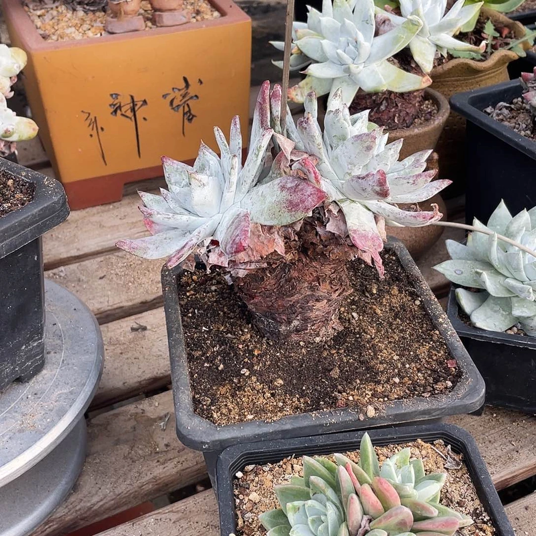 晨溪园艺仙女杯呀