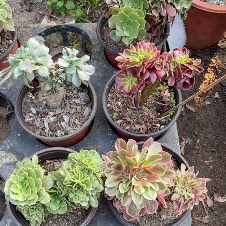 5颗小缀法师多肉组合