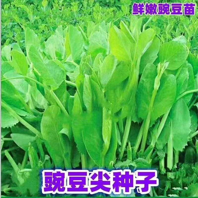 四季豌豆尖种子豌豆苗种子易种田园阳台翠绿芽苗菜春秋播蔬菜种子