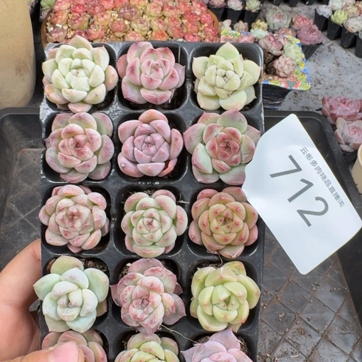 某***某712.