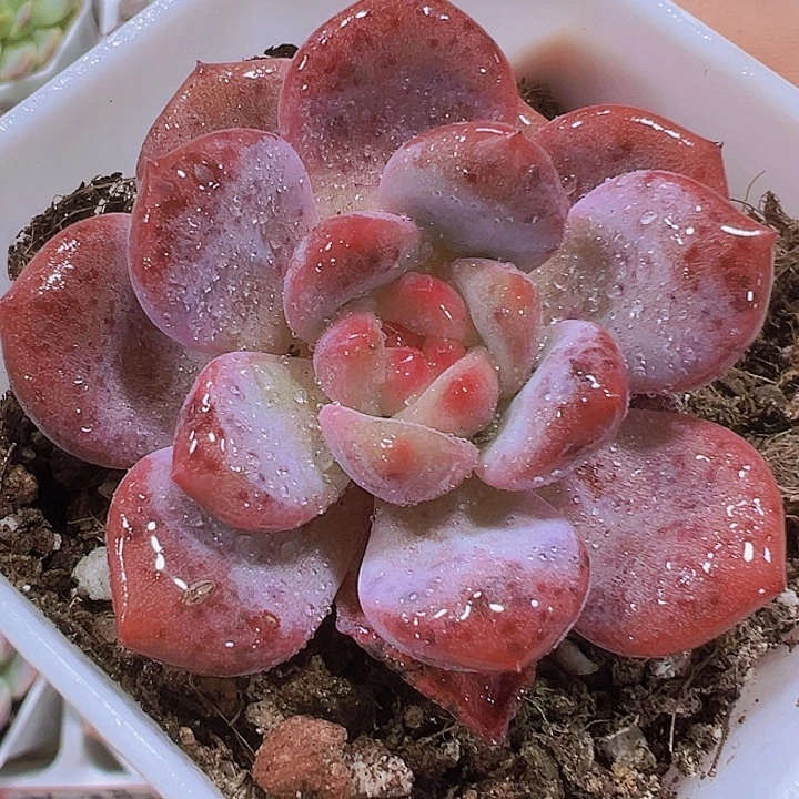 爱丽儿19包邮多肉植物