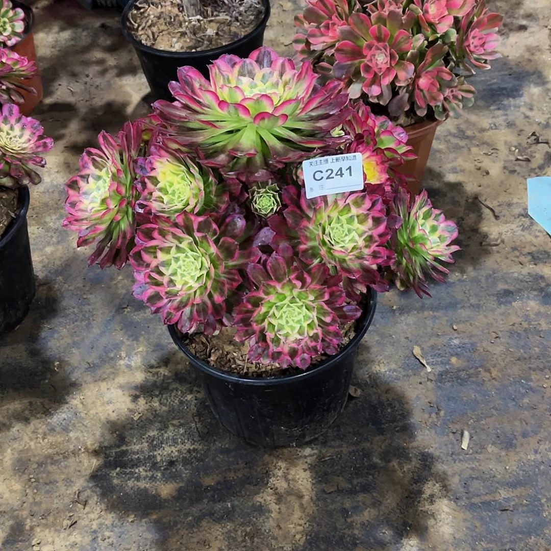 多肉植物241天合