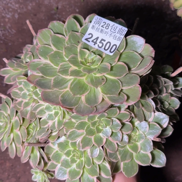 24500莲花座多肉zhiwu