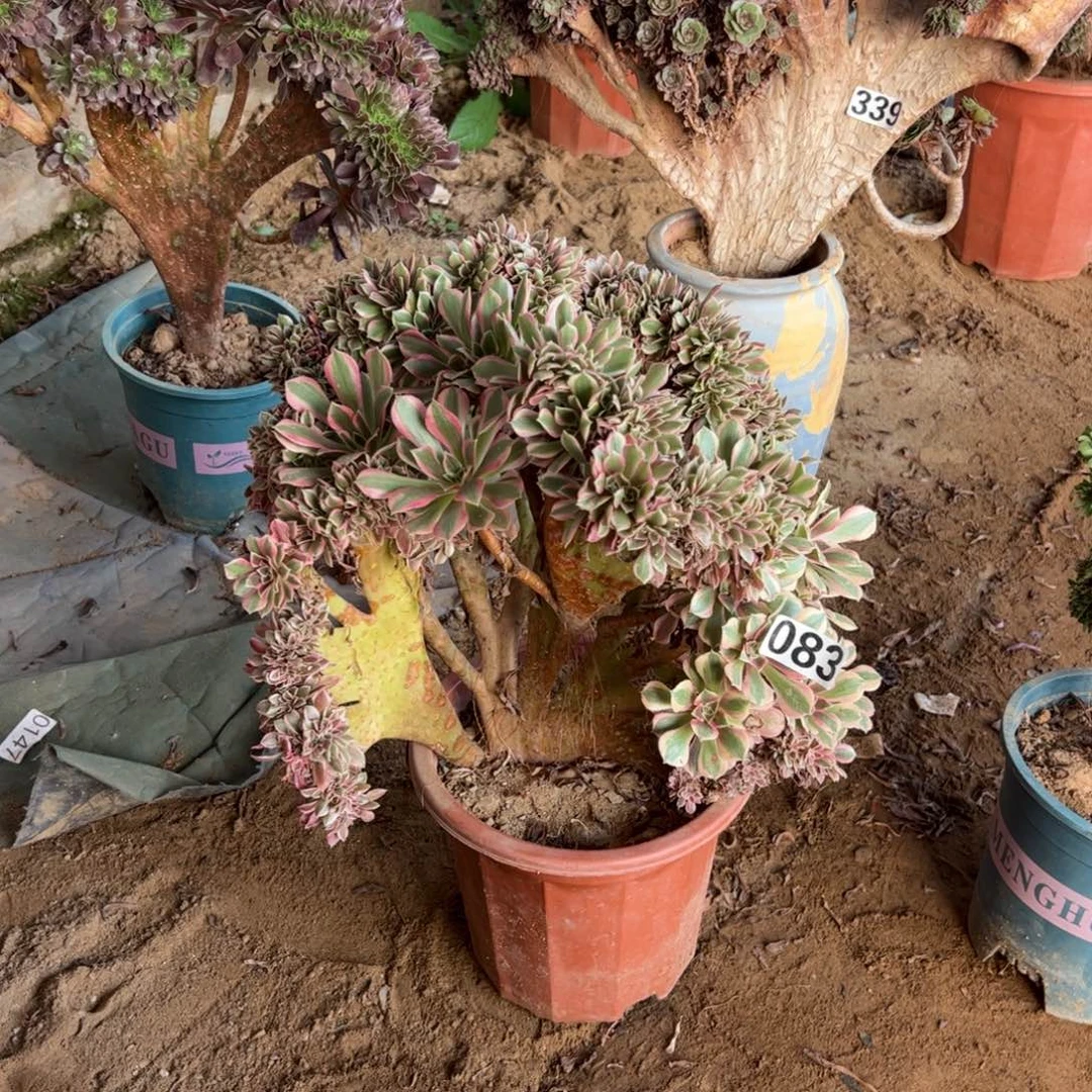 女神缀有伤083一颗啦