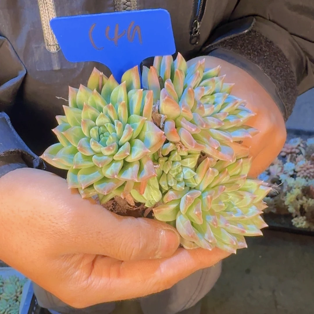巧***店多肉植物的生长发育与