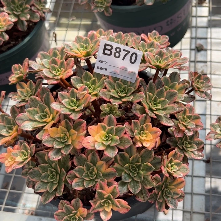 870甜茶20厘米左右