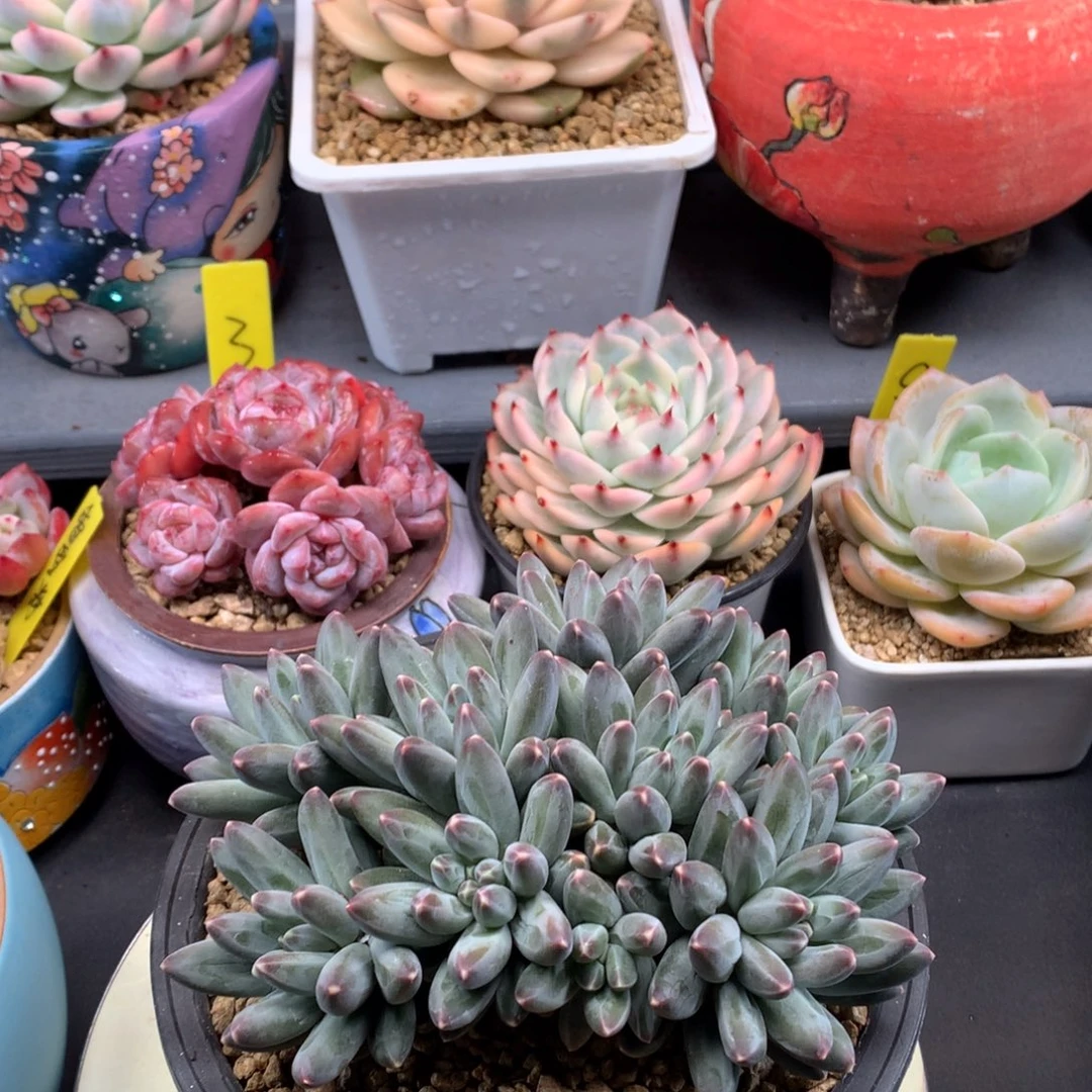 我们家的小仙女们