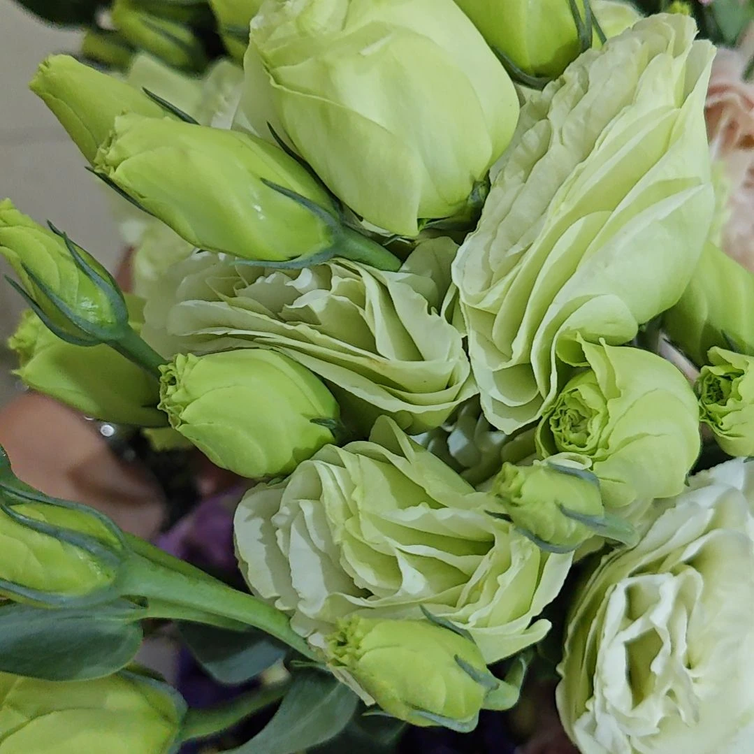 洋桔梗 绿色色400g（福利价）