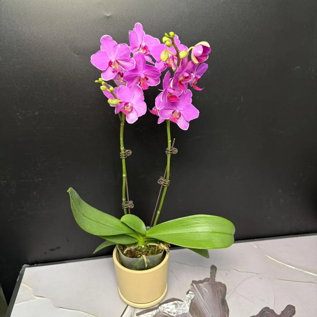 蝴蝶兰《紫葡萄》粉紫色系列 真花 年度爆款花美观花色