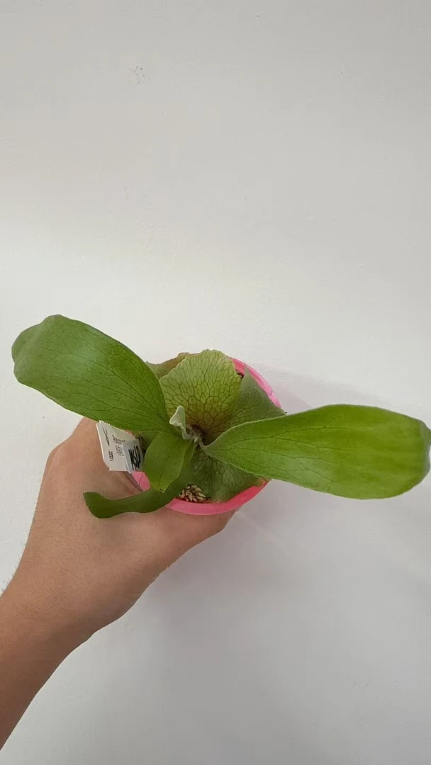 玛莎拉蒂鹿角蕨孢子苗