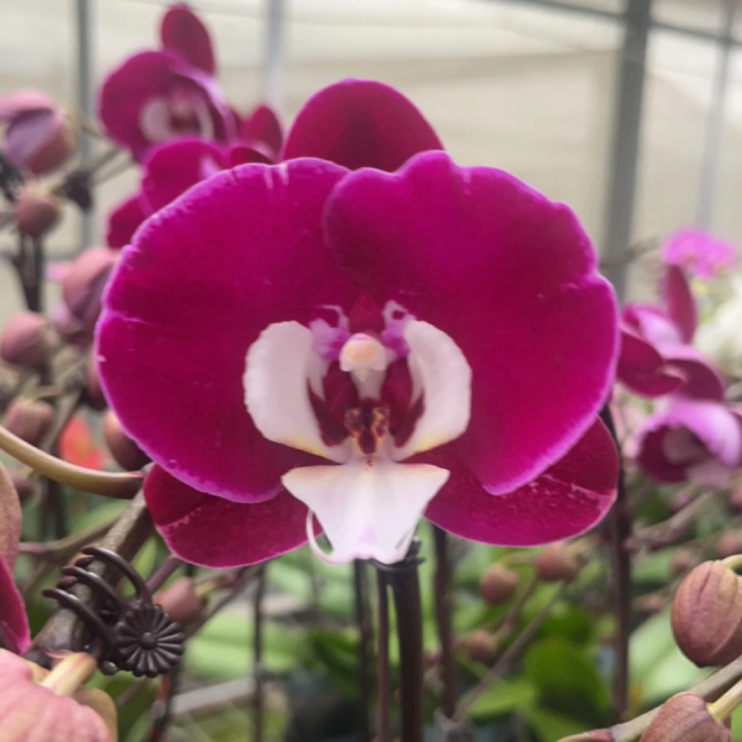 蝴蝶兰 米歇尔 带花带花苞