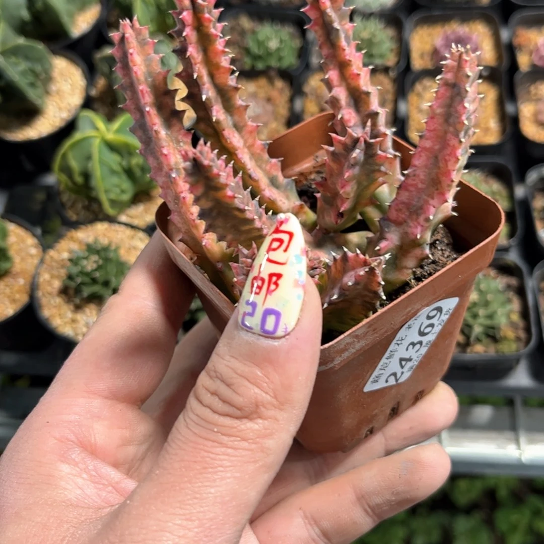 ?*✜24369一物一拍单头发货