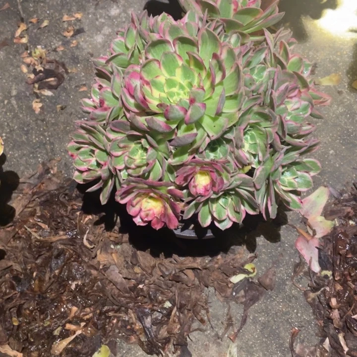 38号精品法师海仙