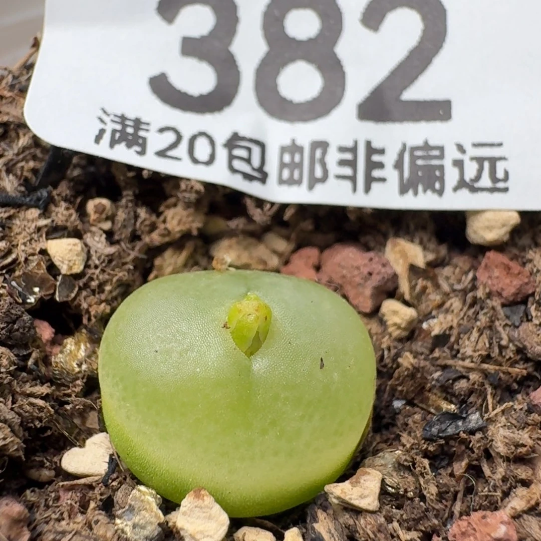 带盆土拉登。