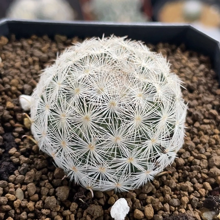 半月实生仙人球