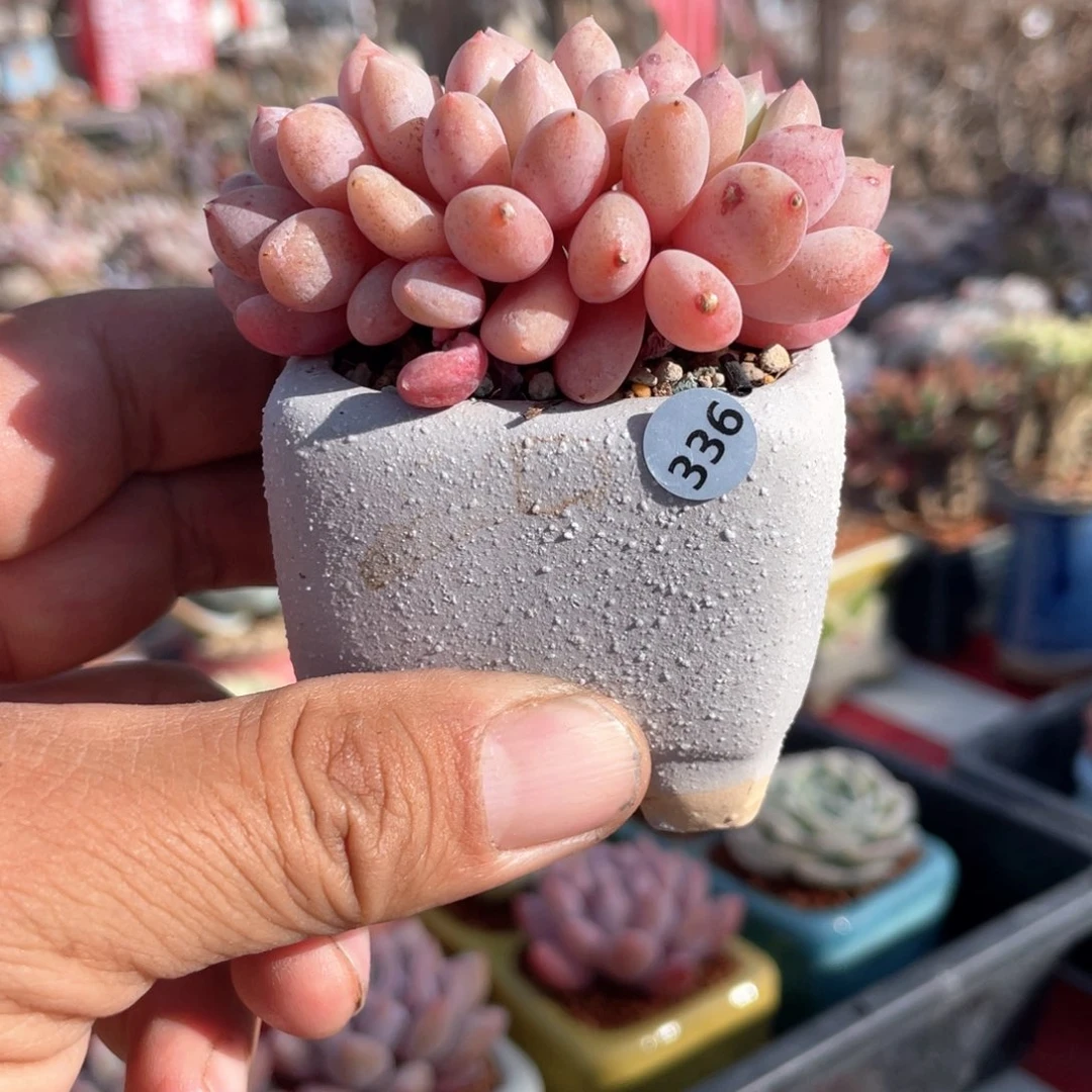 大***妹一物一拍编号336