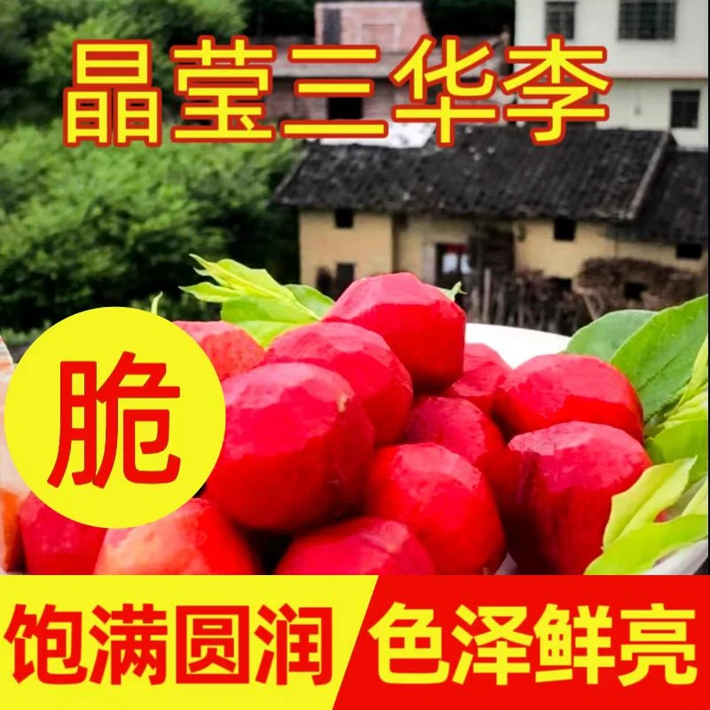 【只卖精品果】茂名钱排三华李红心李酸甜脆口新鲜采摘顺丰圆通包邮