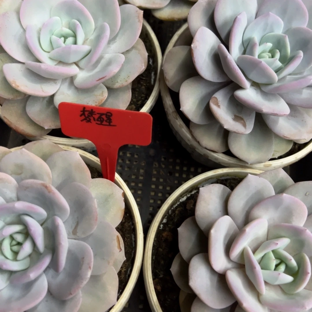 梦***灯我是花卉专用车司机我