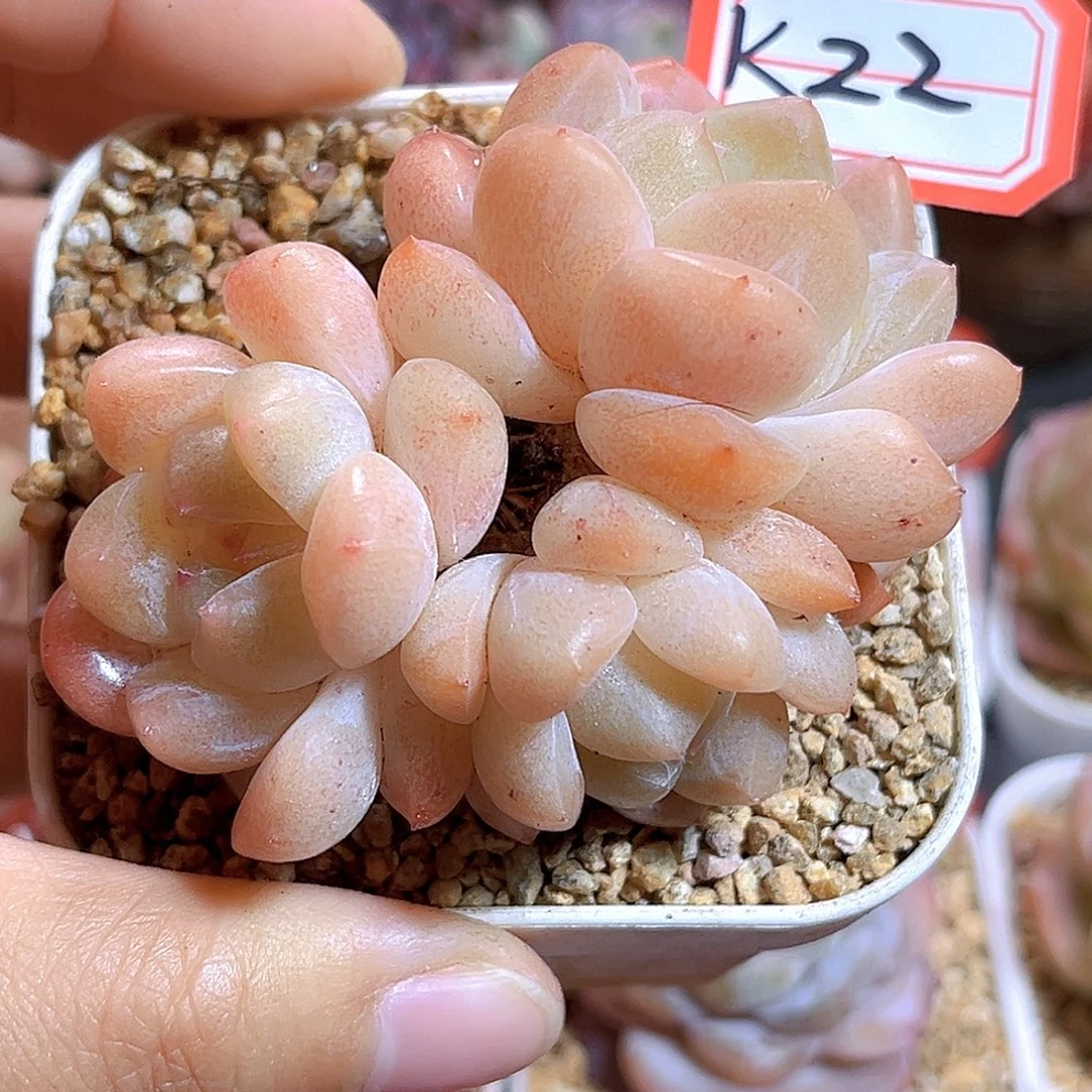 K22  新品珍妮 满18包邮