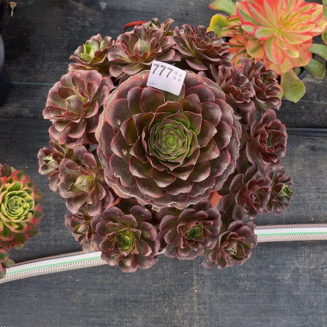 多肉美金玫瑰00000772