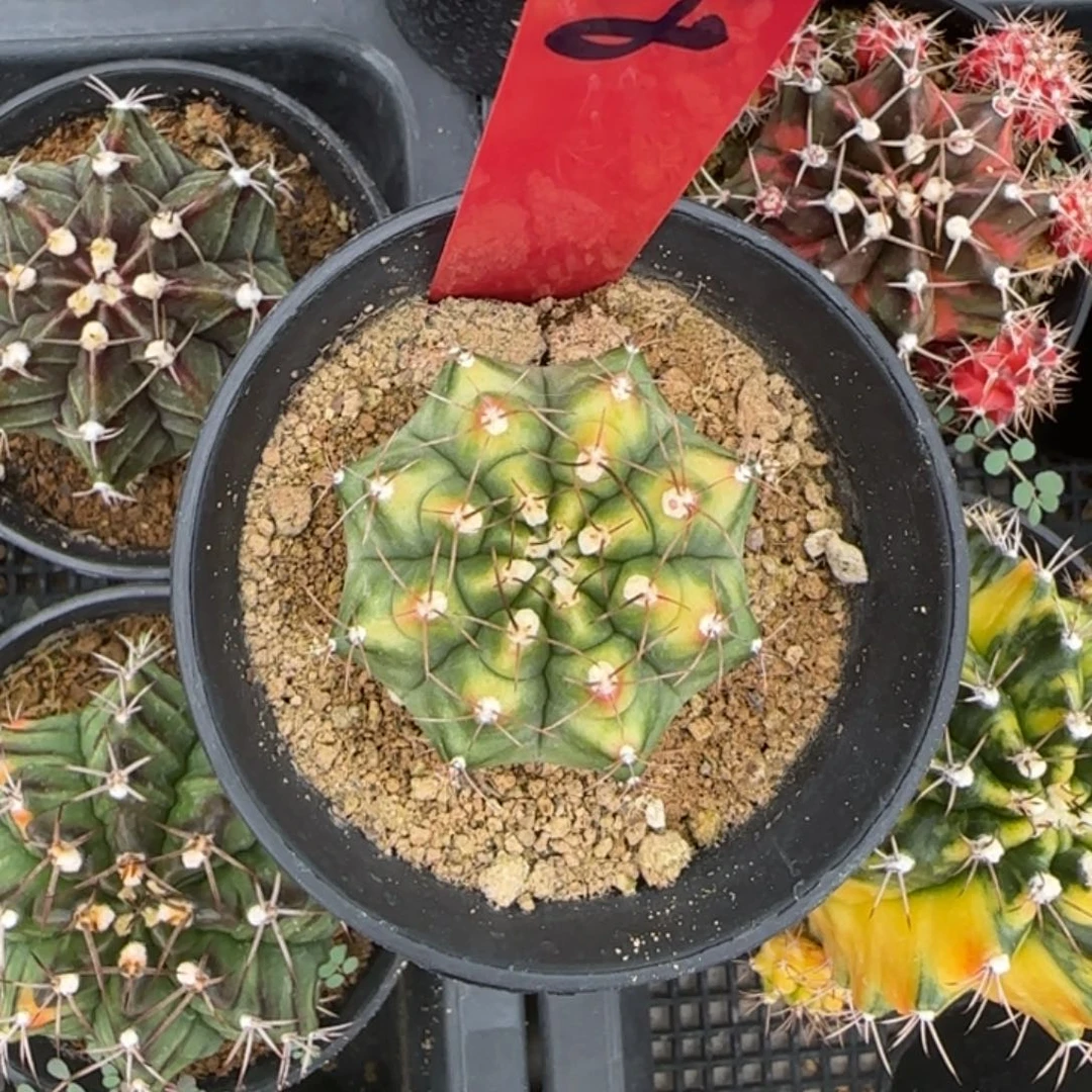 778-0510泰国发货