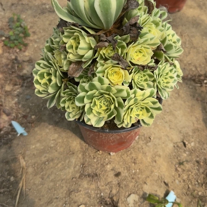 548迈巴赫 多肉植物