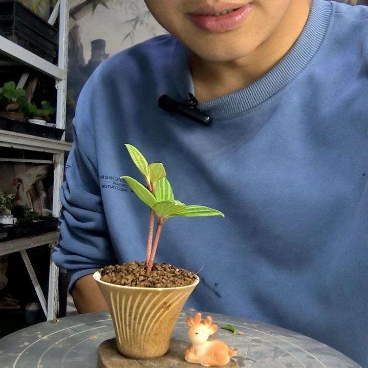 晴**️中青园艺一物一拍190