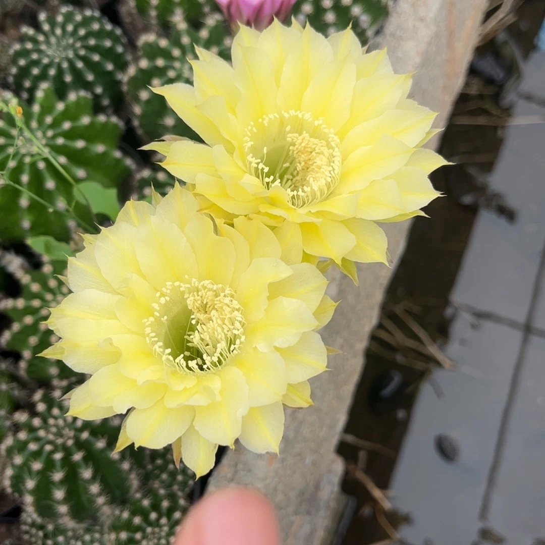 胡****鞋实生黑金刚仙人球