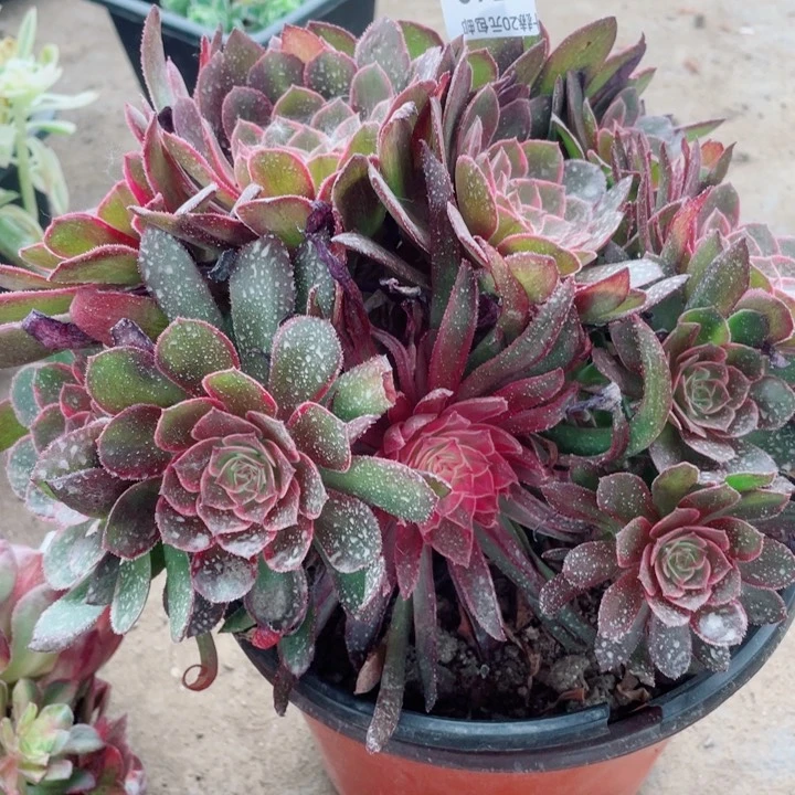 560荔枝变异多肉1234578