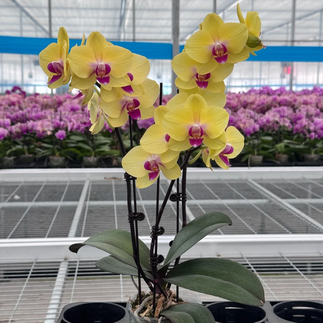 TOP FLOWER/上花距宝发财 三花剑