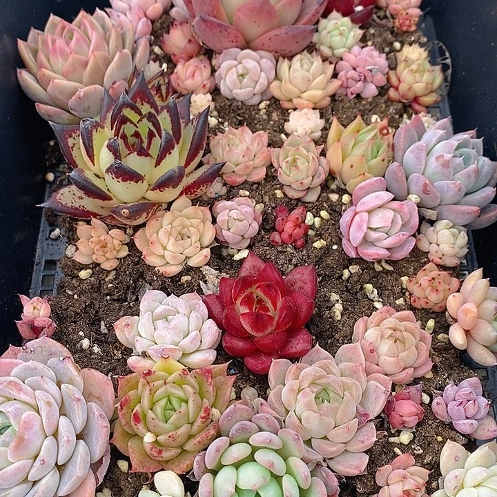43 多肉植物盆栽花卉植物