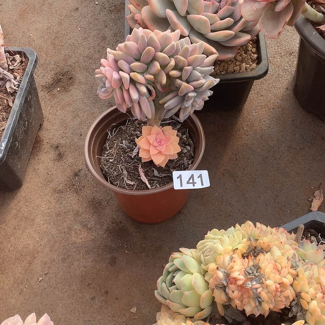 141 一物一拍多肉